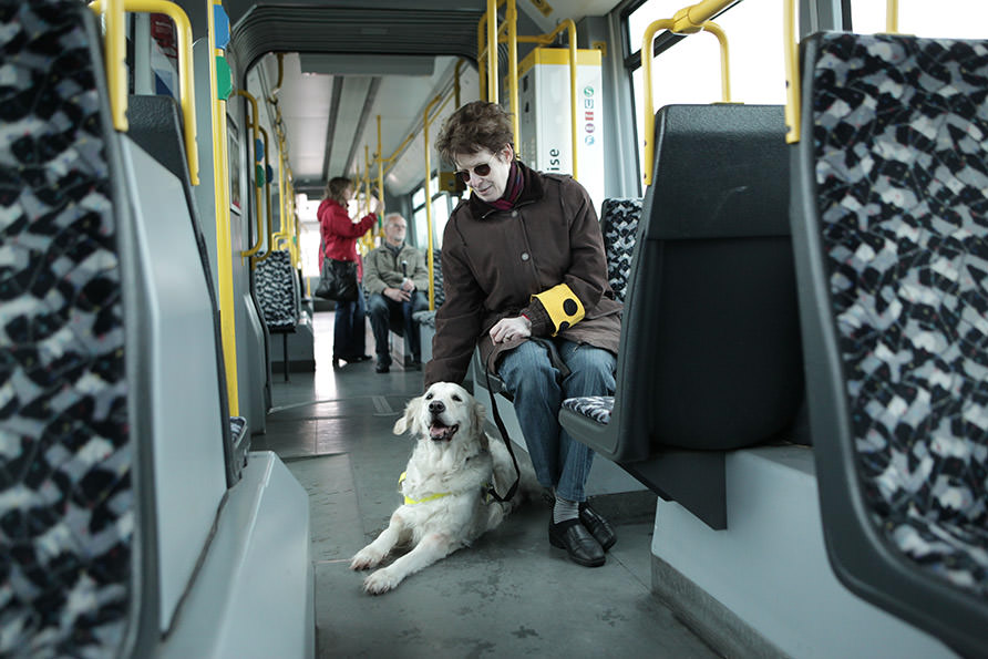 Eine Dame sitzt in einem Omnibus. Zu ihren Füßen liegt ein aufmerksamer Blindenhund.